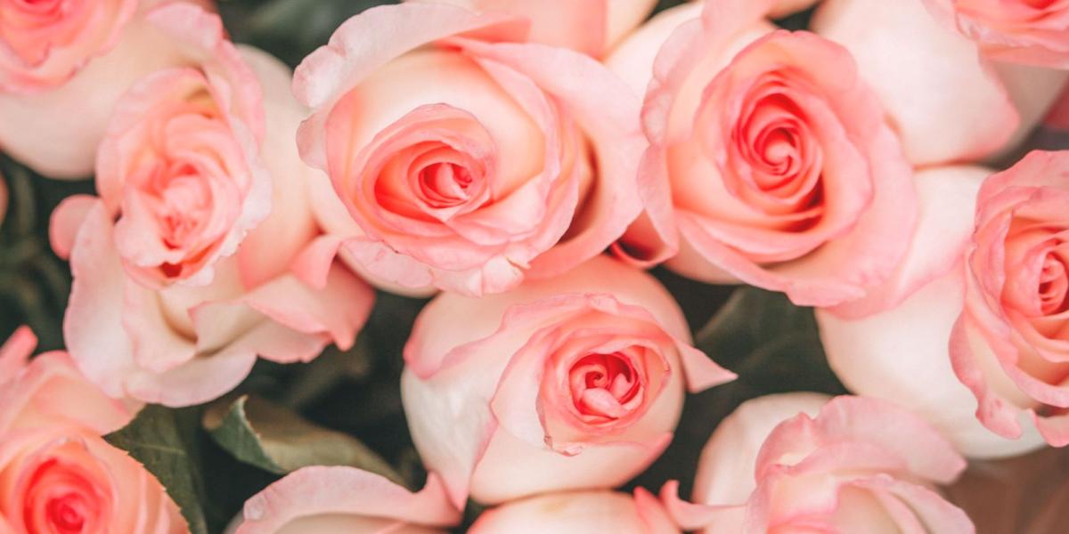 Rosa Rosen In Der Nahaufnahmefotografie