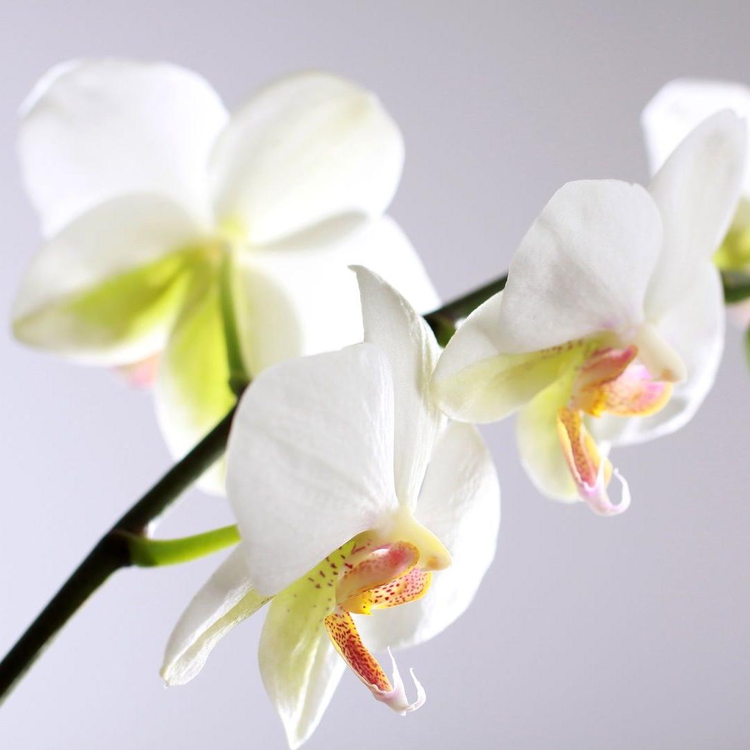 Orchidee-weiß